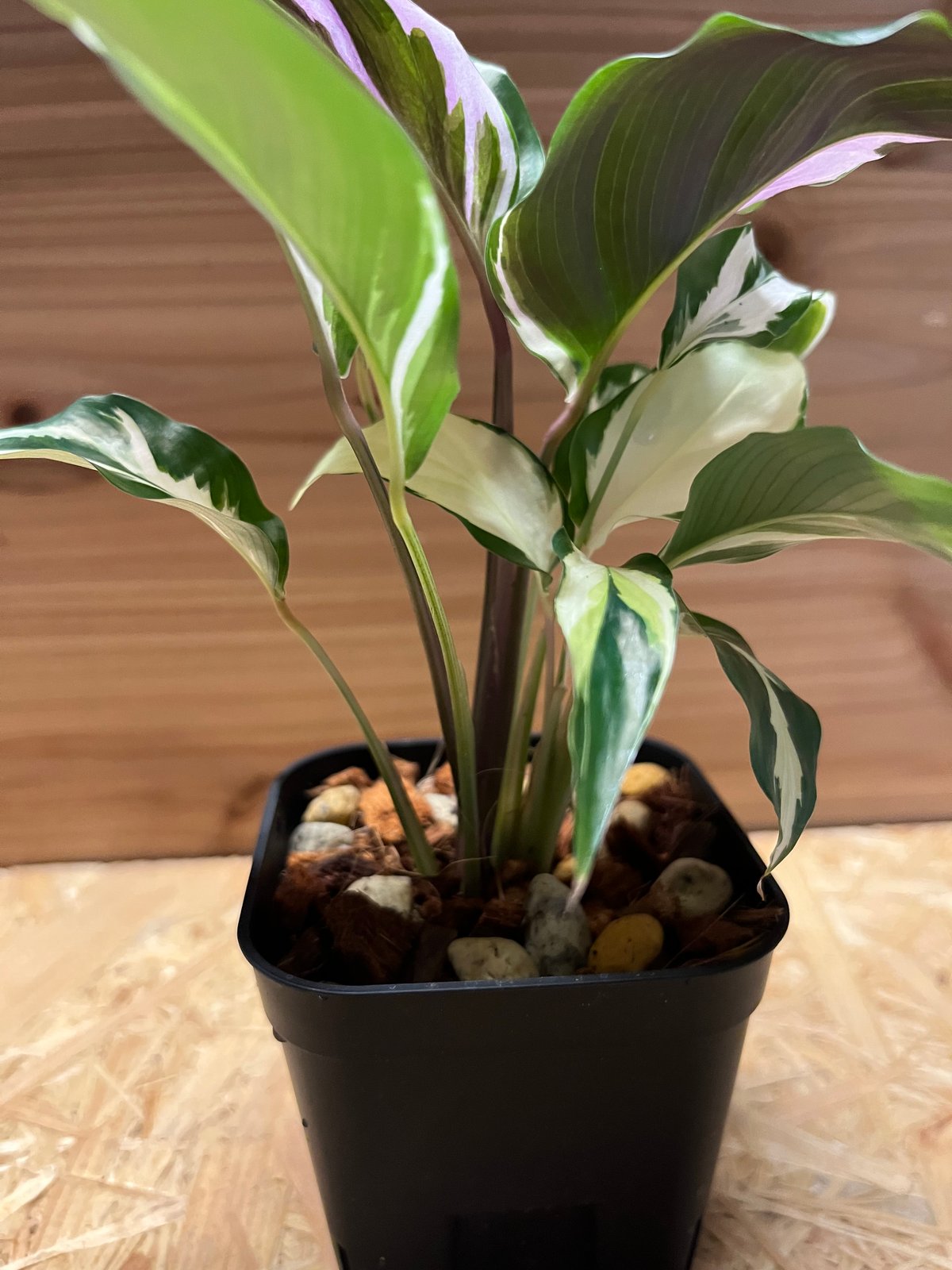 カラテア ホワイトフュージョン | GREEN LUCK