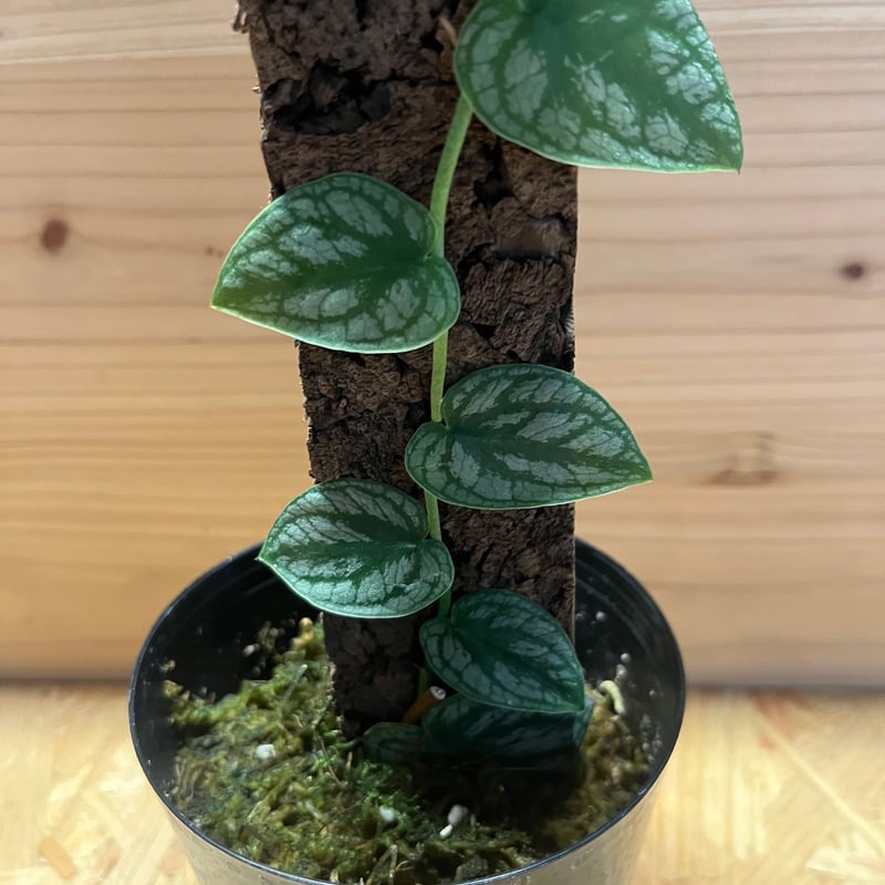 モンステラ　デュビア　希少　送料無料 園芸ネット本店｜モンステラ：デュビア 7号鉢植え の通販【公式】