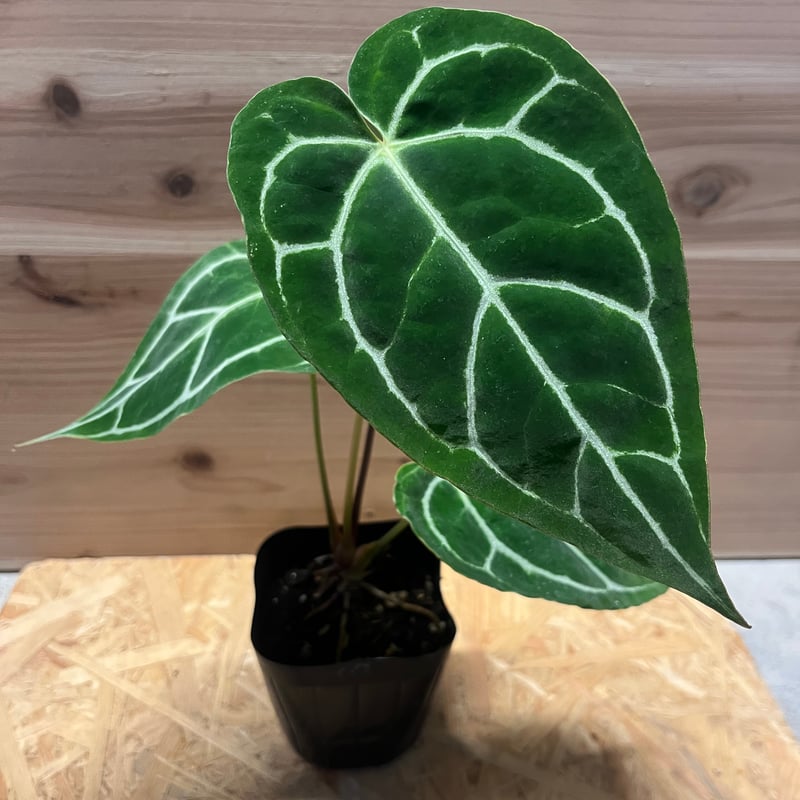 アンスリウム クリスタリナム | GREEN LUCK