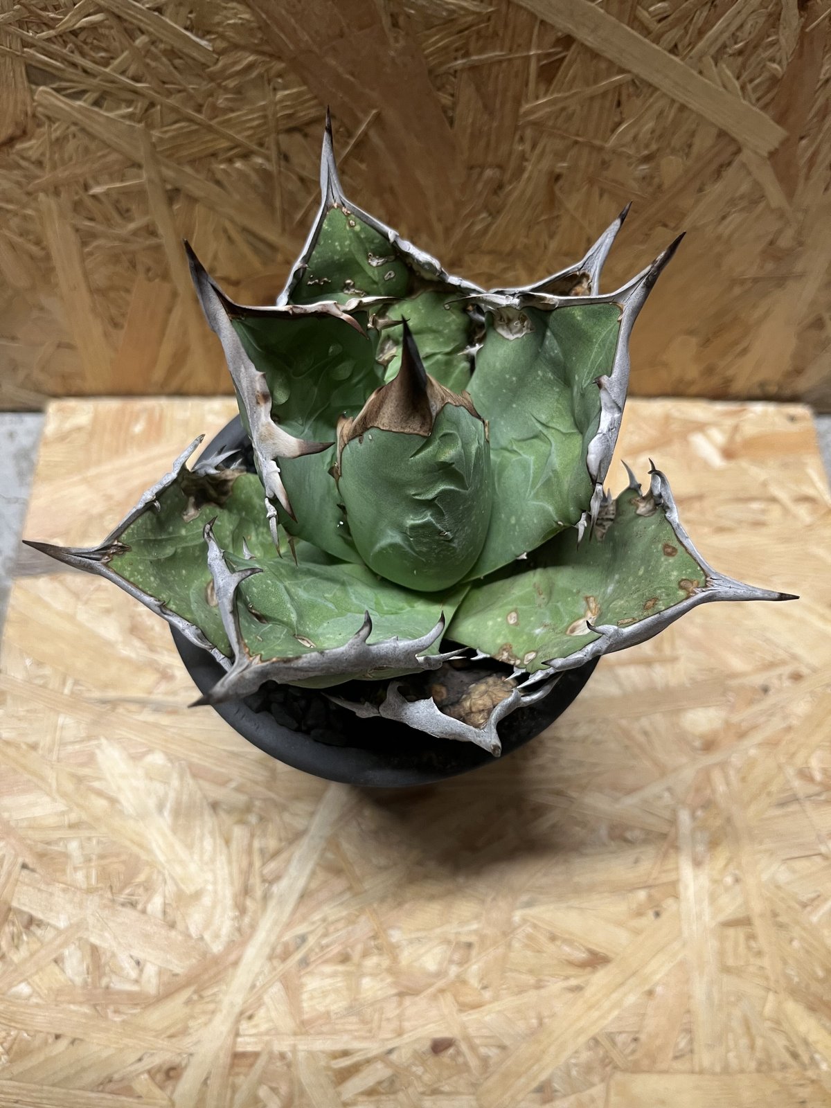アガベ　チタノタ　オアハカ アガベ チタノタ オアハカ Agave titanota Oaxaca 16 | Mellow