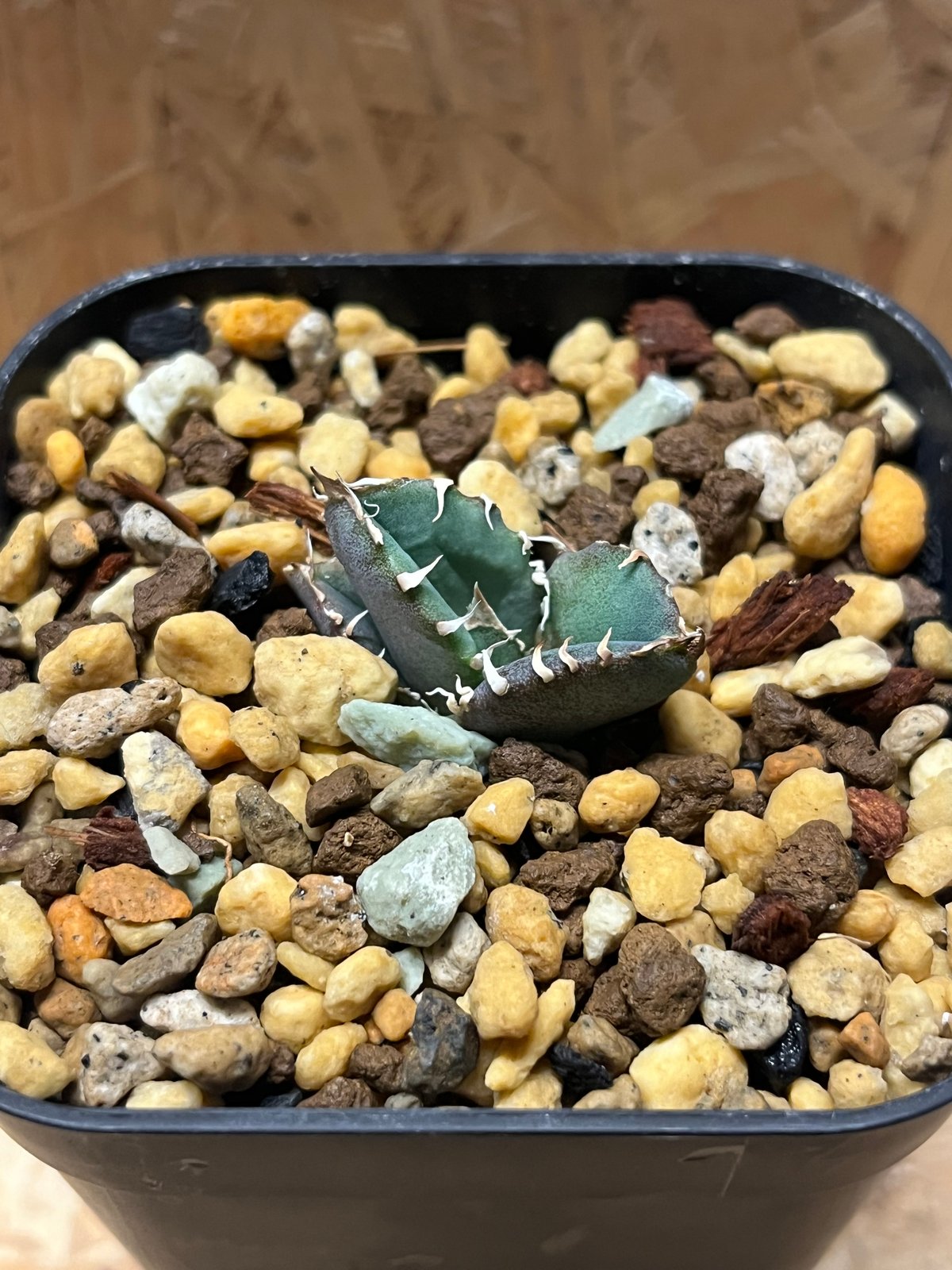 アガベ チタノタ クラウン 皇冠 | GREEN LUCK