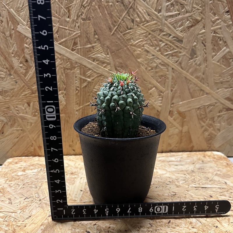 群星冠 ユーフォルビア ステリスピナ 群星冠 | GREEN LUCK