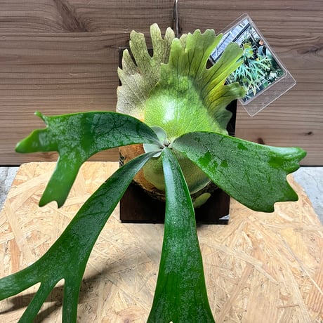 big sale様　ご確認用ページ　ビカクシダ ビカクシダ | STORES