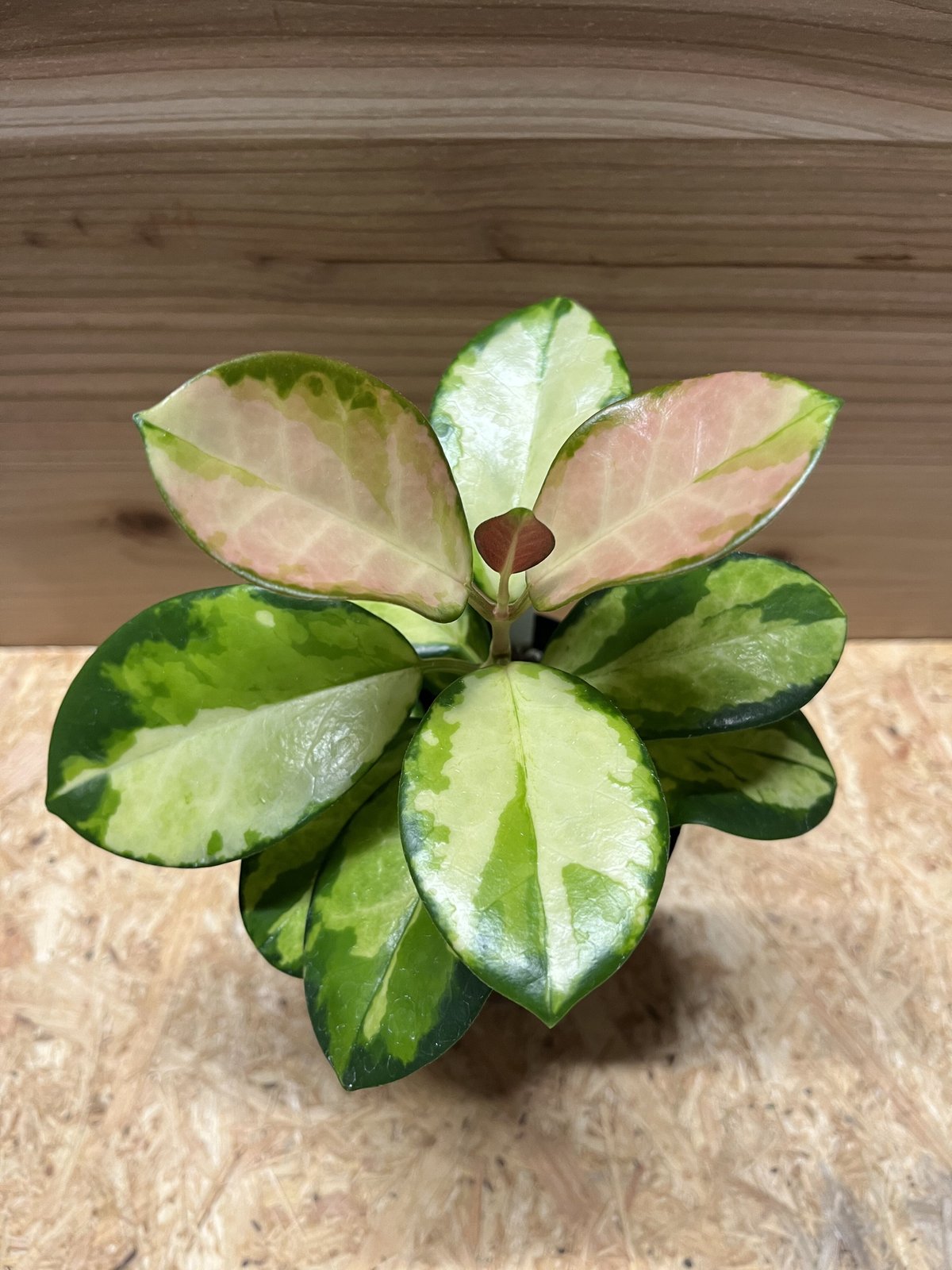 ホヤオーストラリスリサ　Hoya Australis Lisa　希少 抜き苗 ⑥ ホヤオーストラリスリサ Hoya Australis Lisa 希少 抜き苗 ⑥