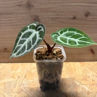 フィロデンドロン ブラックカーディナル 斑入り | GREEN LUCK