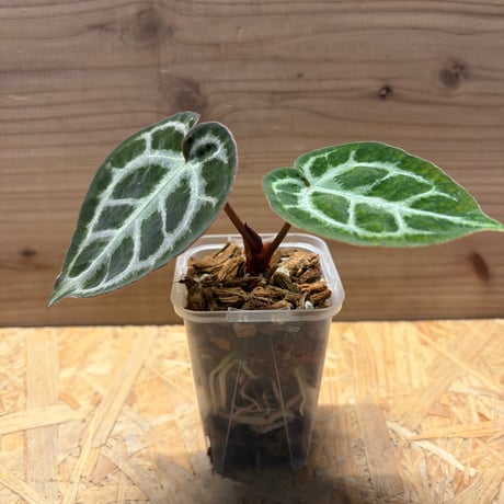 アンスリウム | STORES