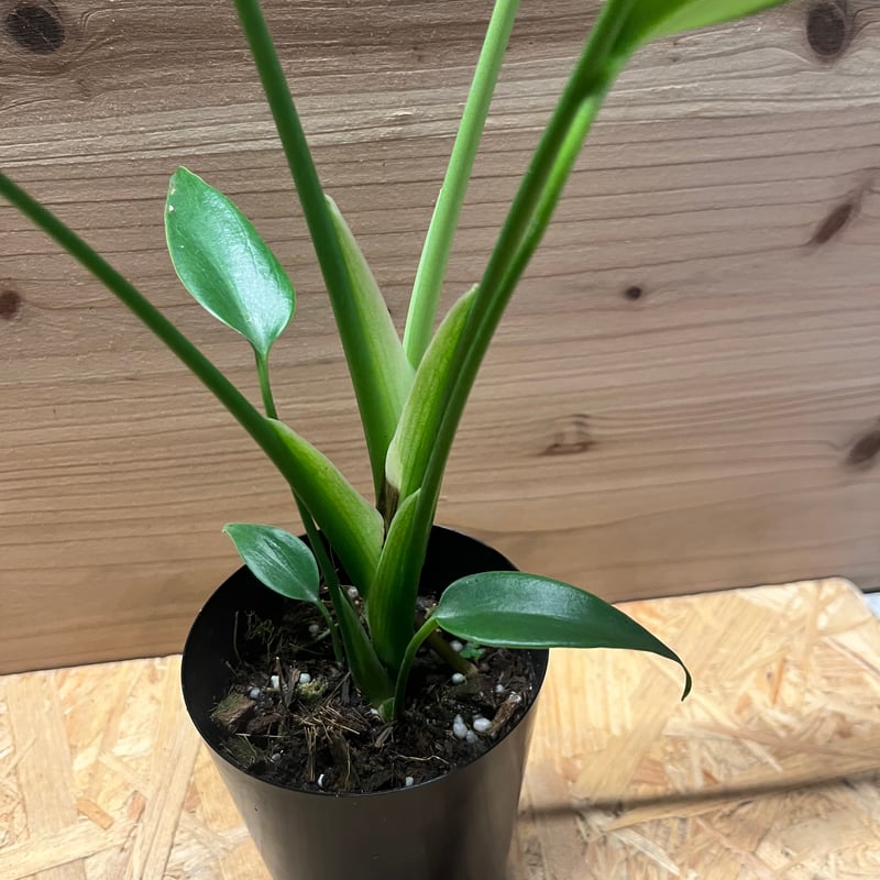 モンステラ バールマルクスフレーム | GREEN LUCK