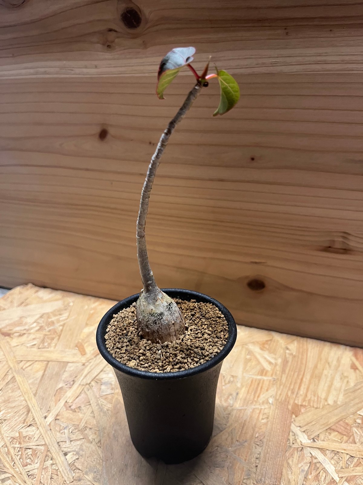 【特大】フィカス ペティオラリス 約50〜60cm 発根済み 現品 fit=scale-down,w=1200