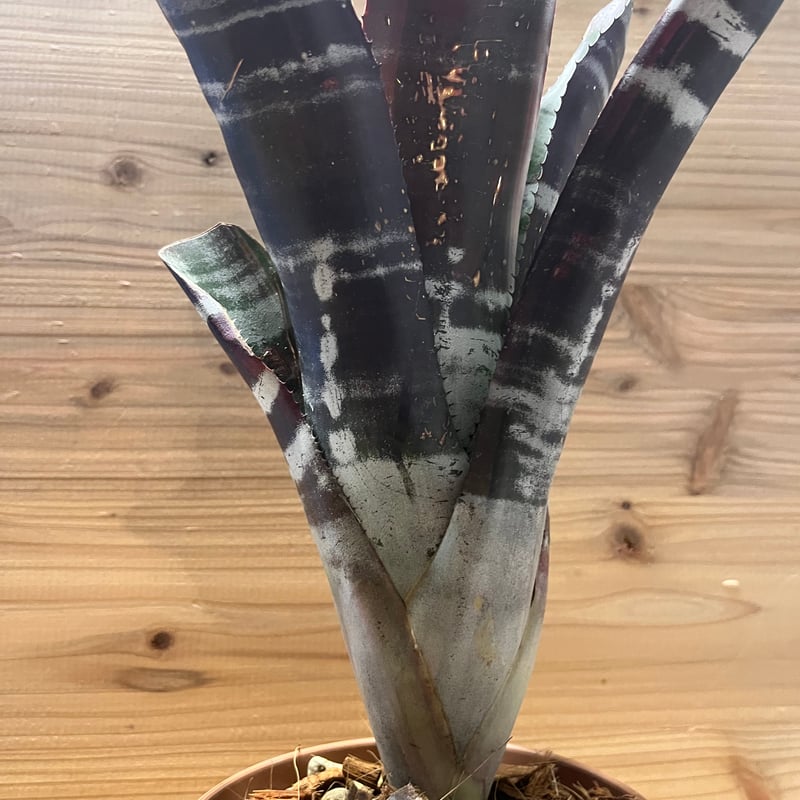 エクメア オットー | GREEN LUCK