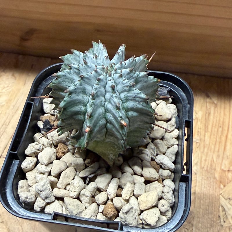 ユーフォルビア ホリダ ゼブラホリダ | GREEN LUCK