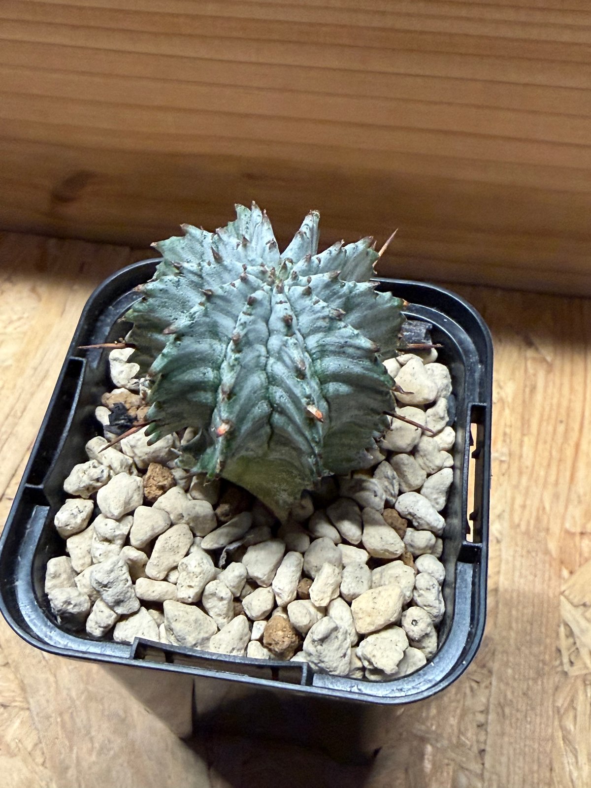 ユーフォルビア ホリダ ゼブラホリダ | GREEN LUCK