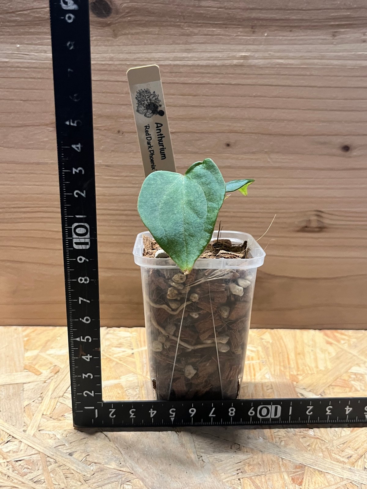 アンスリウム レッドダークフェニックス×sp.nov DF | GREEN LUCK