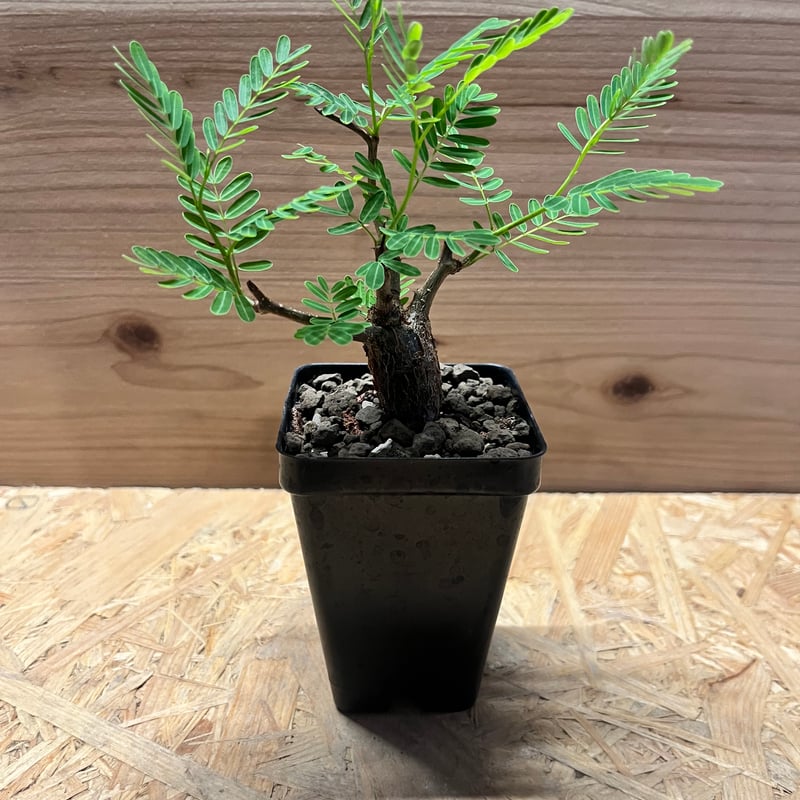 センナ メリディオナリス | GREEN LUCK