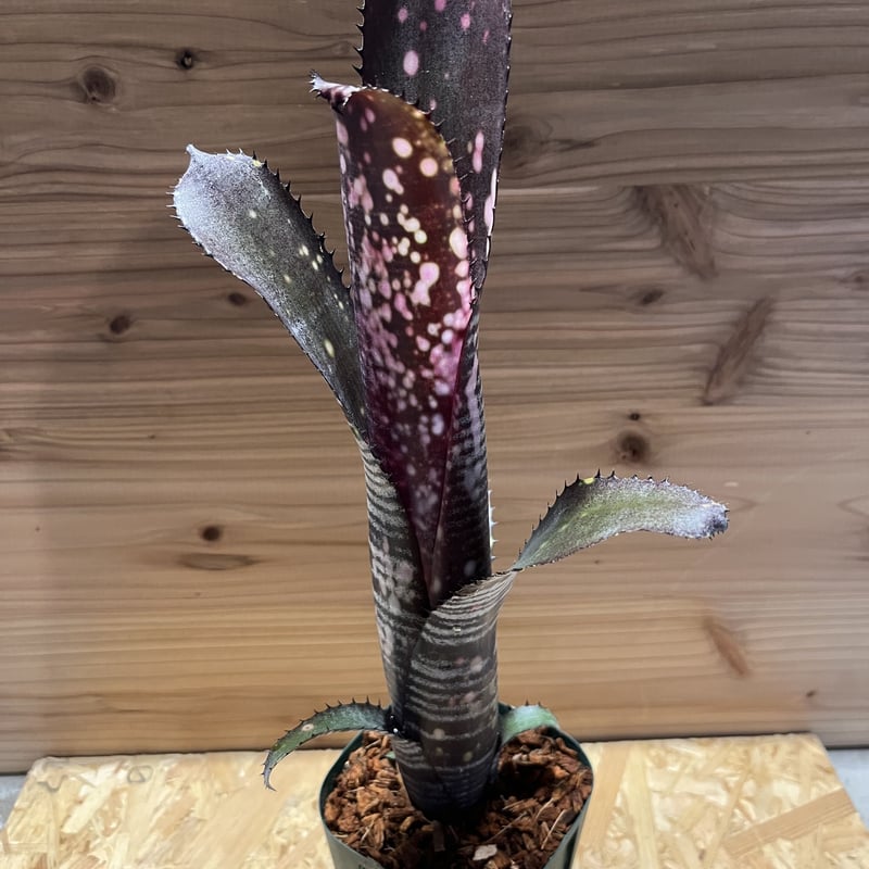 BILLBERGIA ‘Obi-Wan’ ビルベルギア オビワン