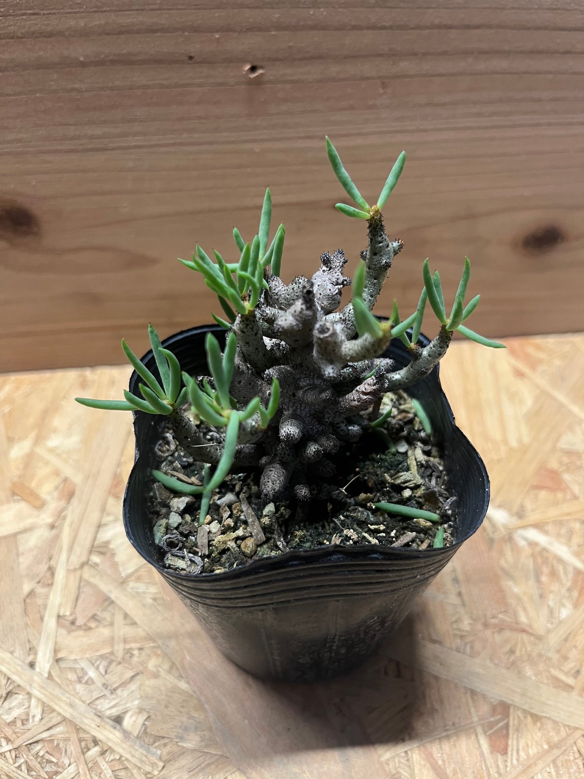 チレコドン ブッコルジアヌス | GREEN LUCK