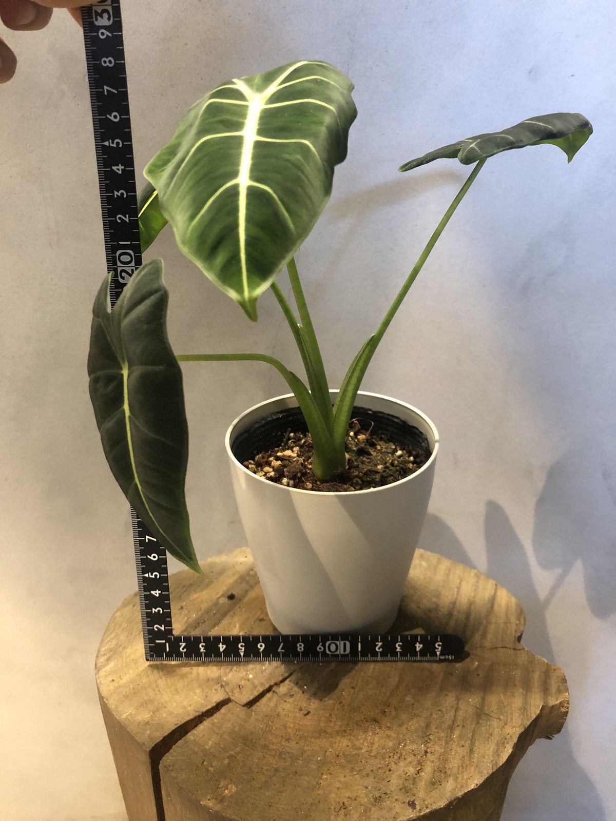 fit=scale-down,w=1200