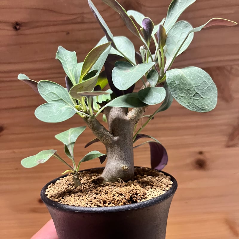 オトンナ トリプリネルビア | GREEN LUCK