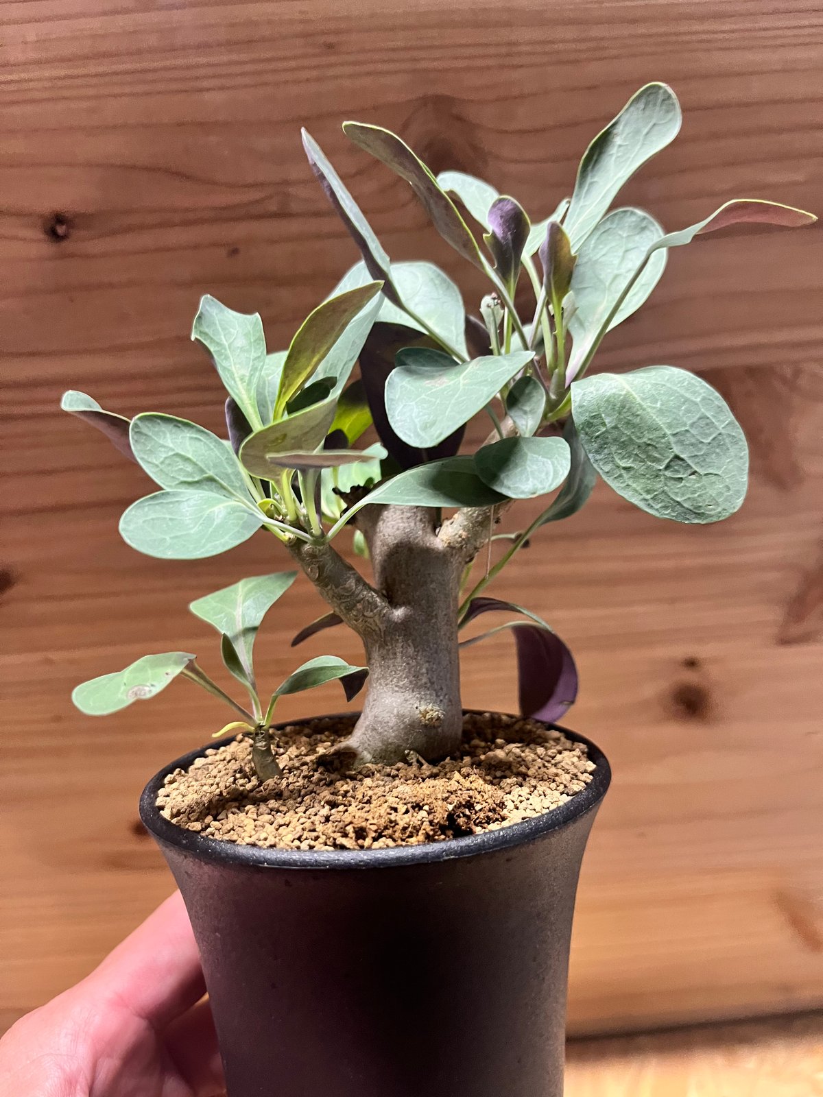 オトンナ トリプリネルビア | GREEN LUCK