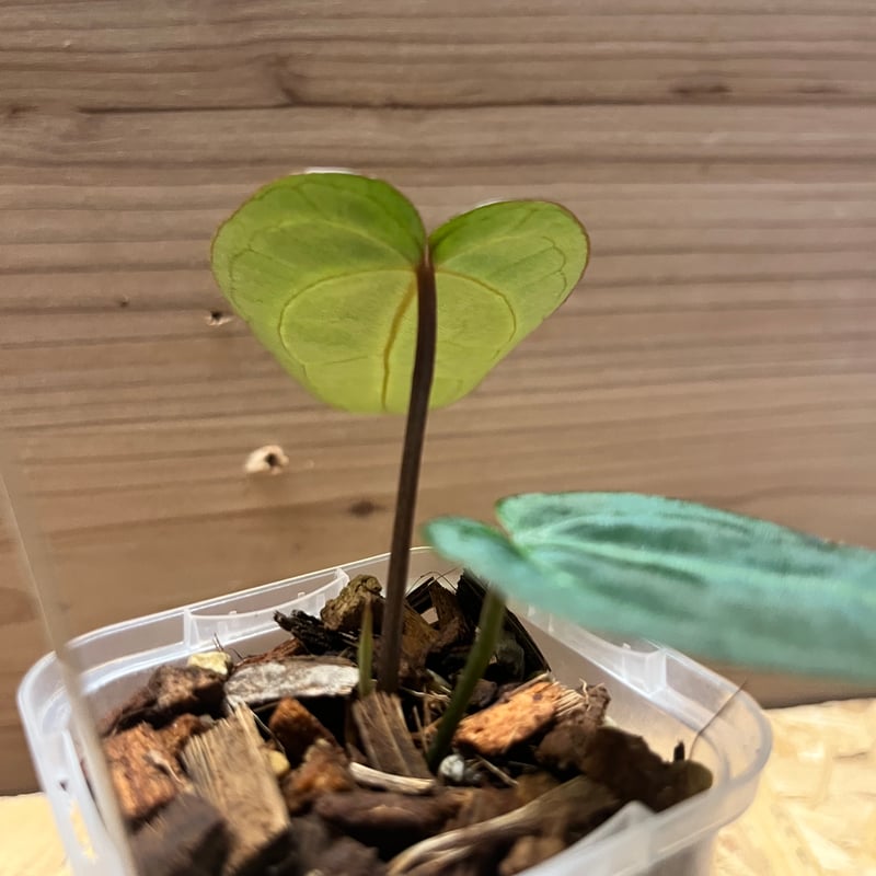 アンスリウム FTGクリスタル× ミシェル×レッドベルベットケーキ