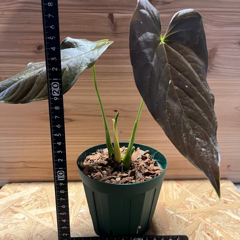 未使用】アンジェラチャンパーニャ ROSARIUM ロザリウム 【公式通販】