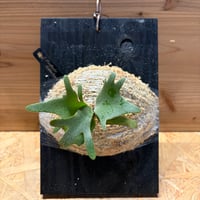 ビカクシダ　'ゴールデンボーイ' スポア