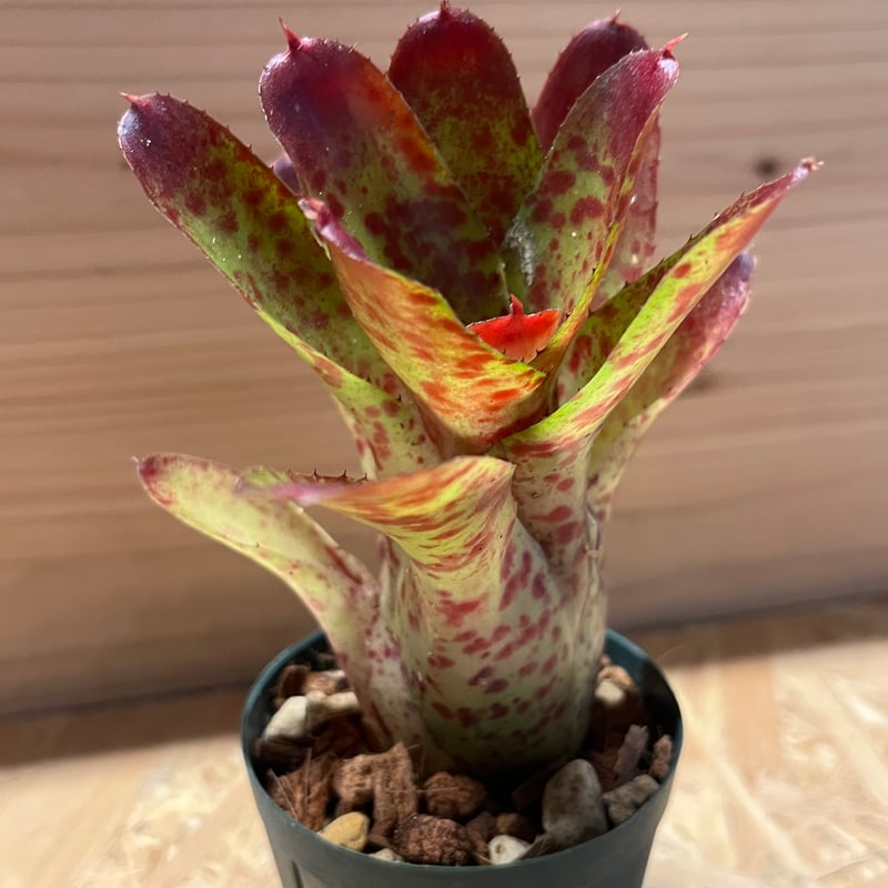 ネオレゲリア オレンス リサ、タグ付き ネオレゲリア オレンス | GREEN LUCK