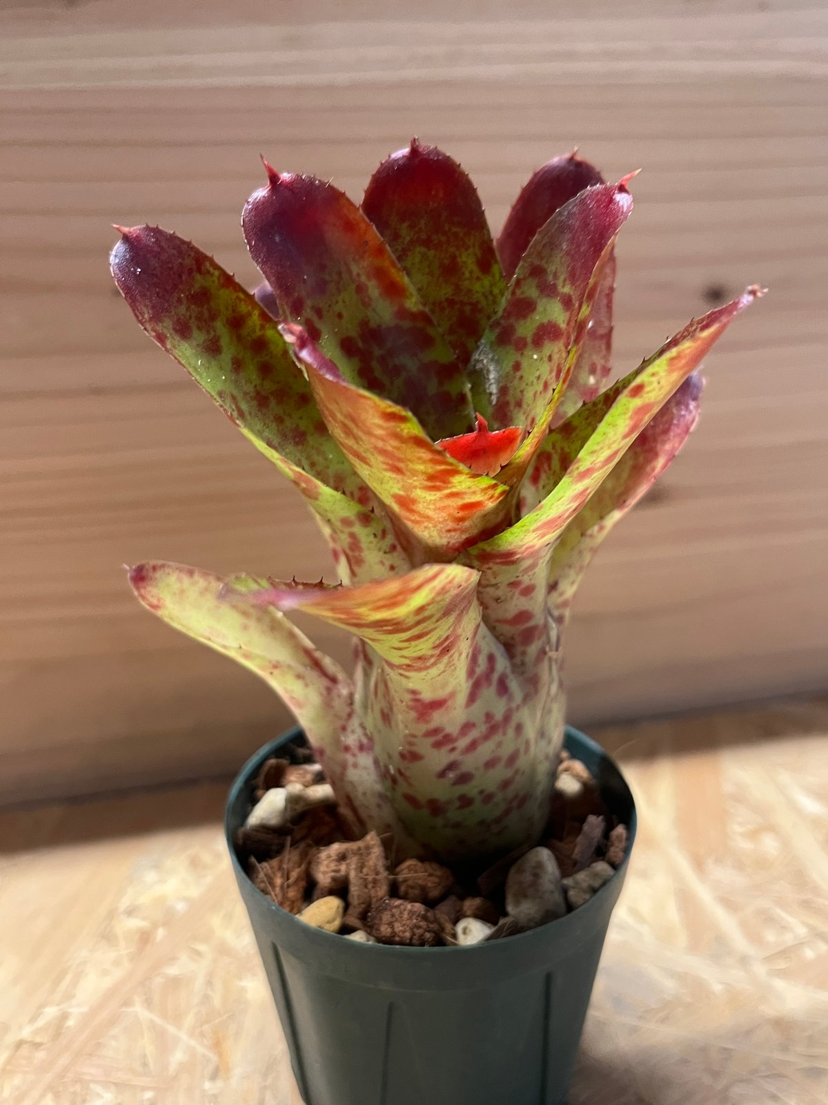 ネオレゲリア オレンス | GREEN LUCK