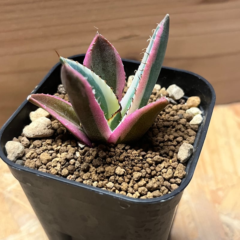 アガベ チタノタ スナグルトゥース | GREEN LUCK