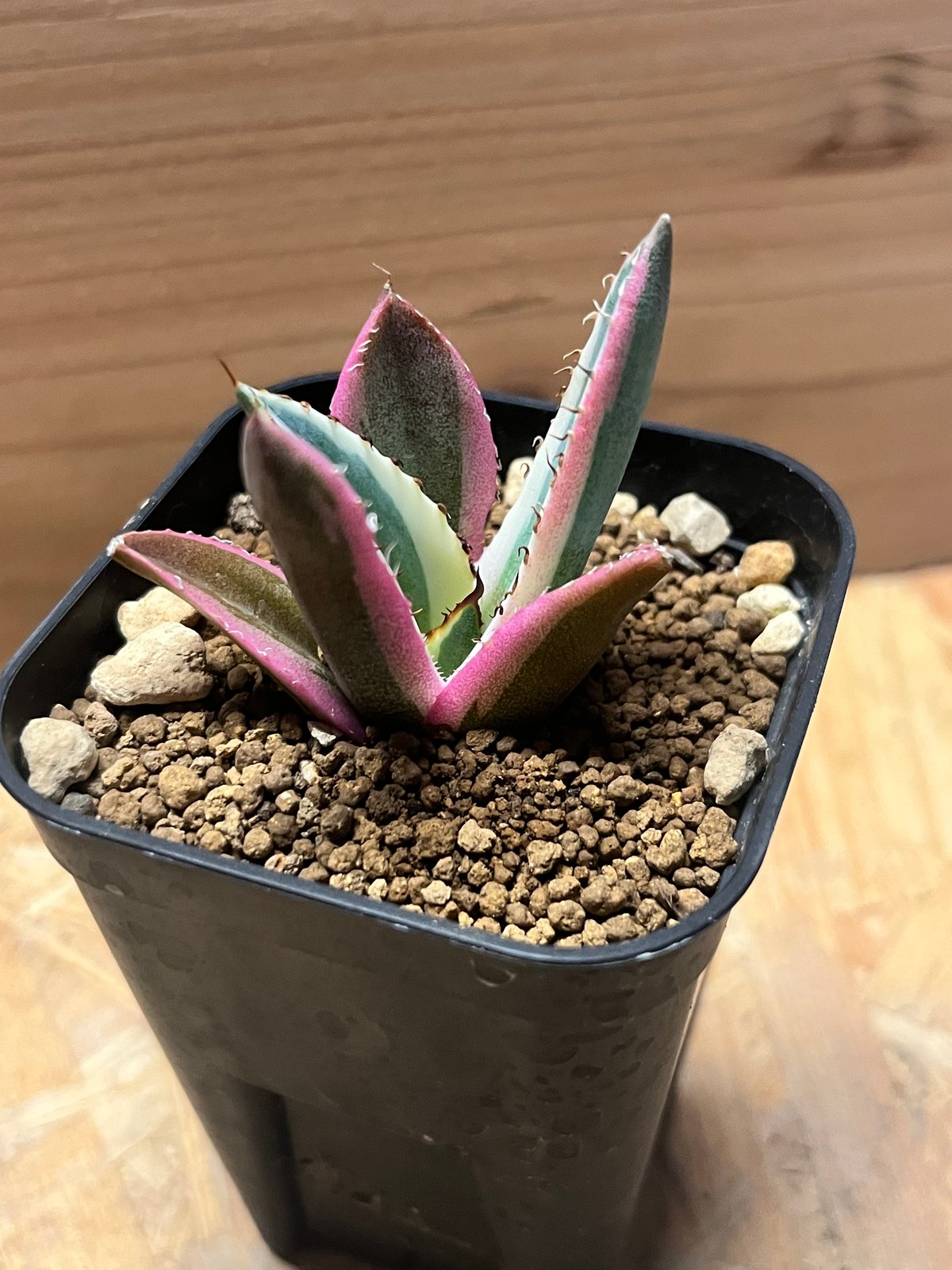 アガベ チタノタ スナグルトゥース | GREEN LUCK