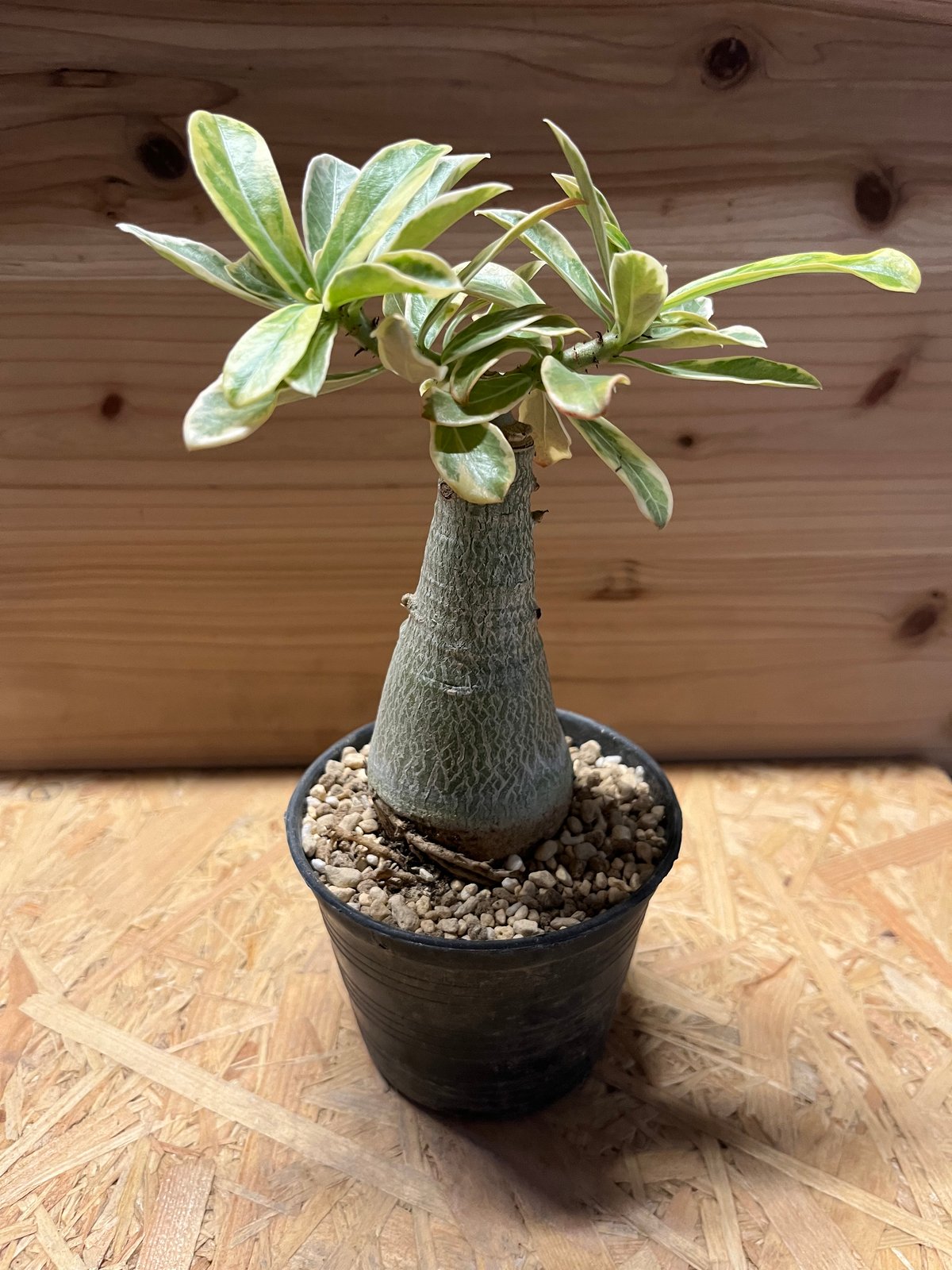 もも　アデニウム　斑入り　特大株 アデニウム 斑入り | GREEN LUCK