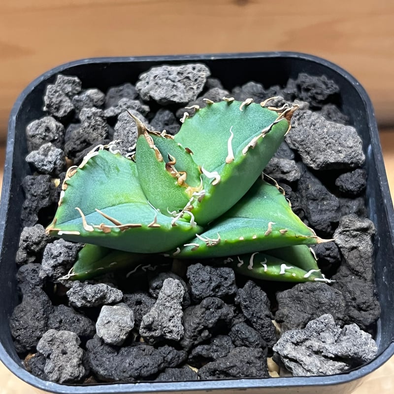 アガベ　agave オアハカ　子株 アガベ agave オアハカ 子株 K-0264 【7株セット】アガベオテロ