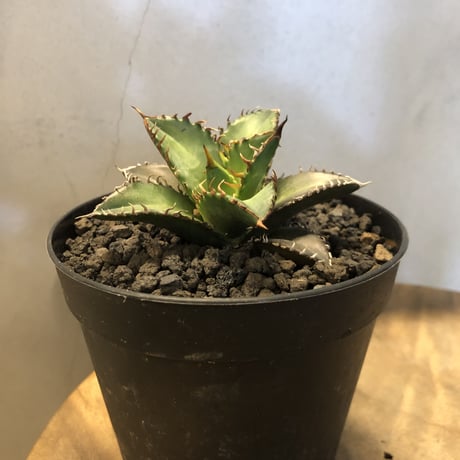 チタノタレッドキャットウィーズル | STORES