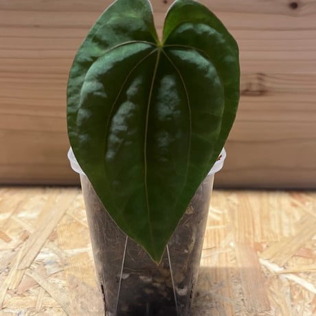 アンスリウムドレスレリー | STORES