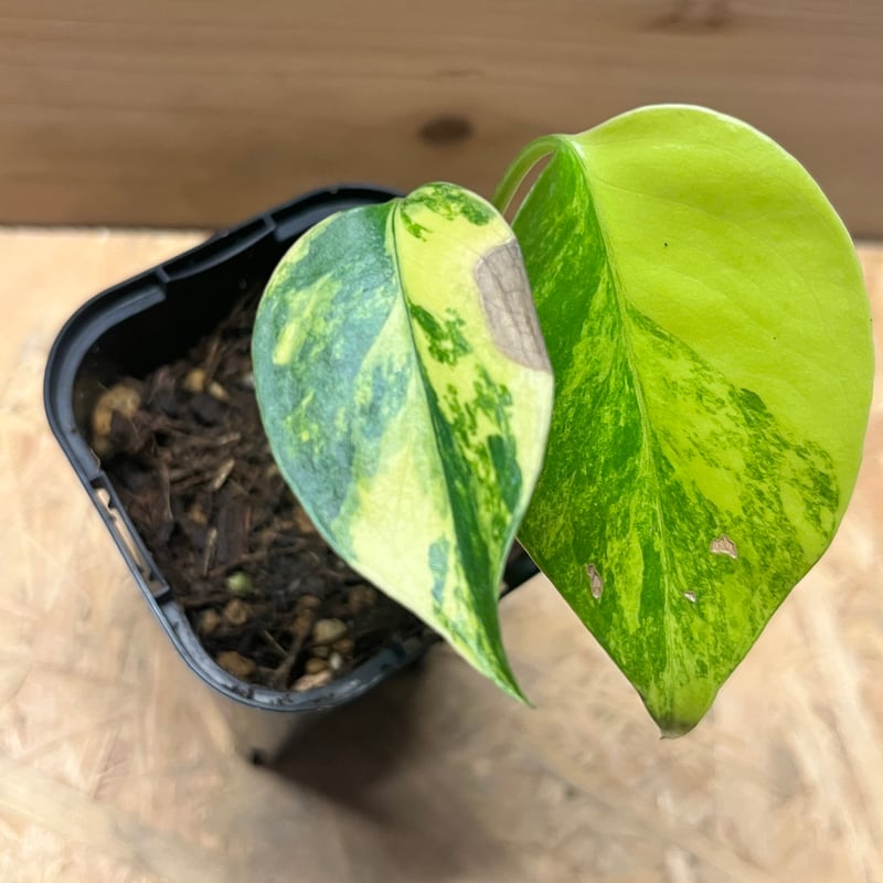モンステラ59 斑入 黄斑 イエローマリリン デリシオーサ 葉付きトップ