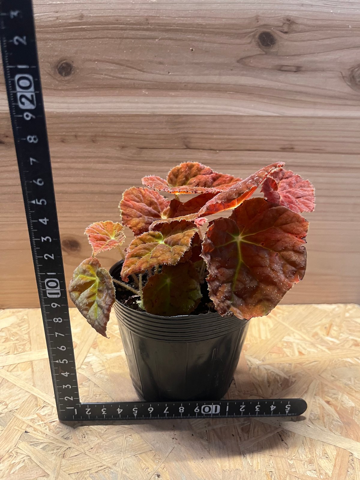 ベゴニア オータムエンバー | GREEN LUCK