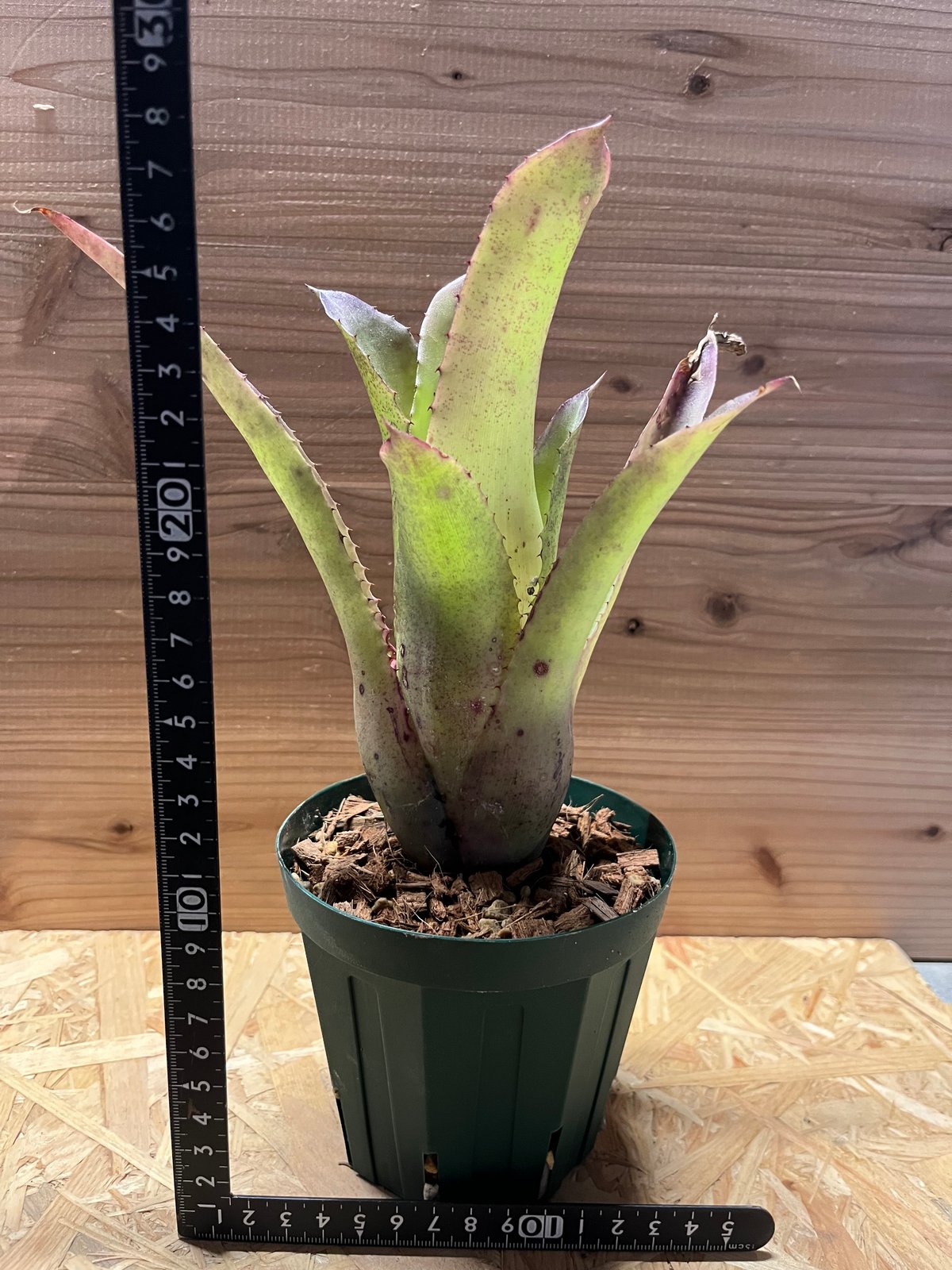 ホヘンベルギア パープルマジェスティー | GREEN LUCK