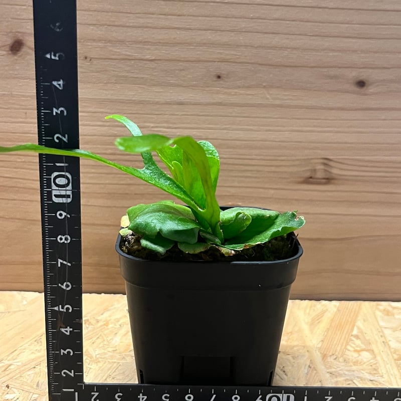 ビカクシダ キッチャクード 大株 大株ビカクシダ キッチャクード