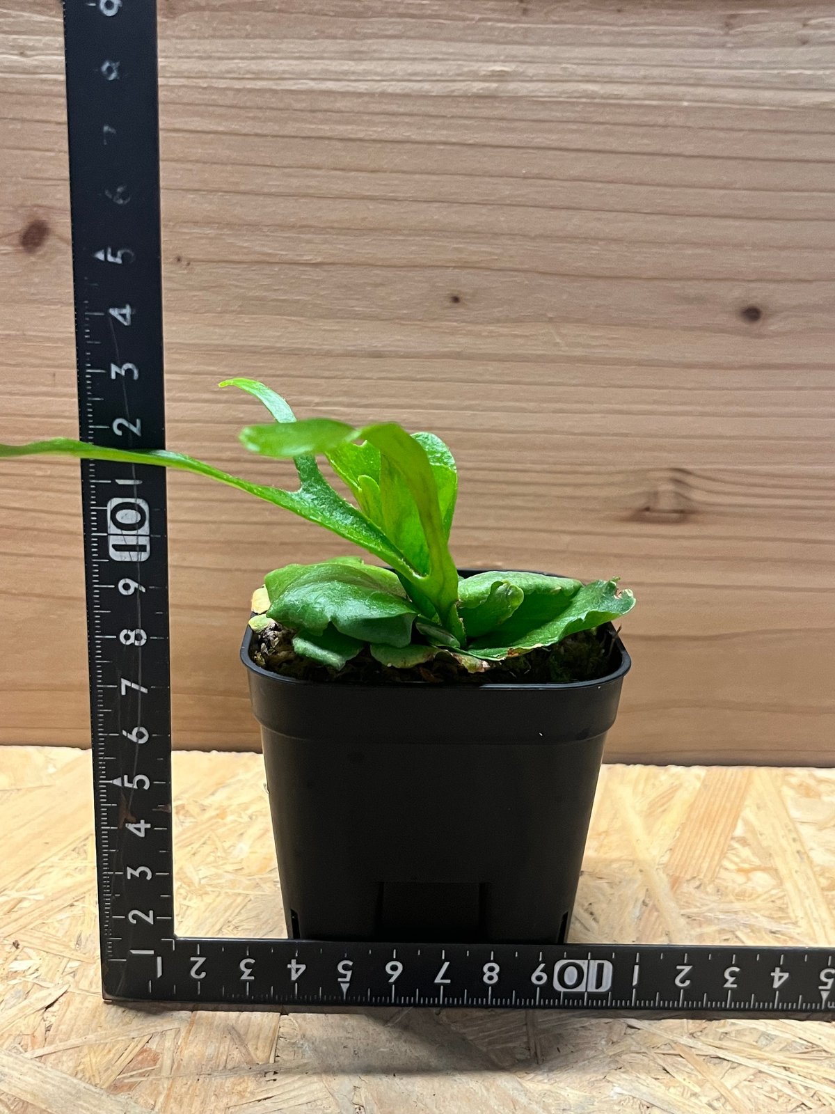 写真追加　キッチャクードthin ビカクシダ ビカクシダ キッチャクード シン | GREEN LUCK