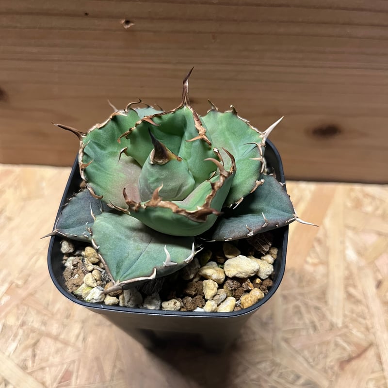 アガベ チタノタ ノーネーム 　達磨葉タイプ　中株　発根済み アガベ・チタノタ（ノーネーム）004｜agave titanota No Name