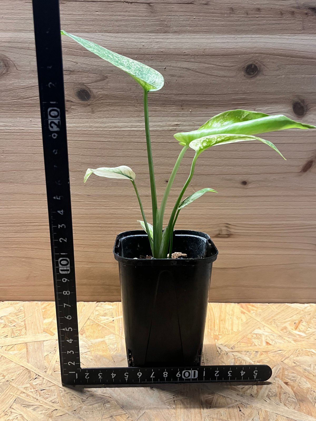 モンステラ デリシオーサ ミント | GREEN LUCK