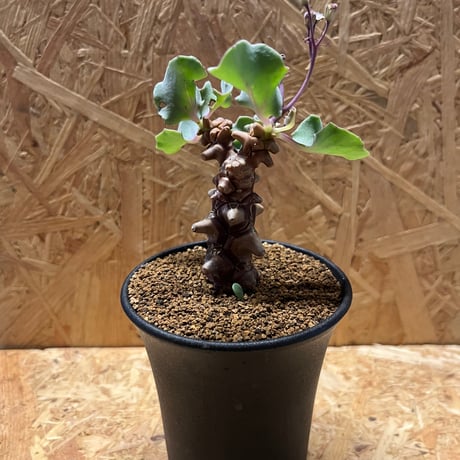 オトンナヘレー | STORES