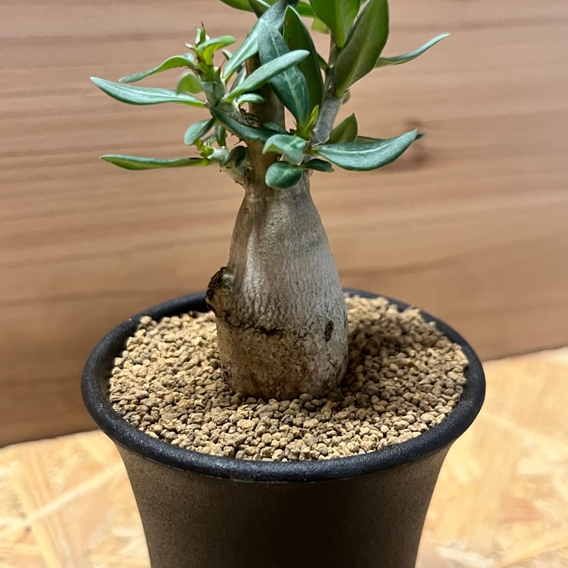 パキポディウム ビスピノーサム | GREEN LUCK