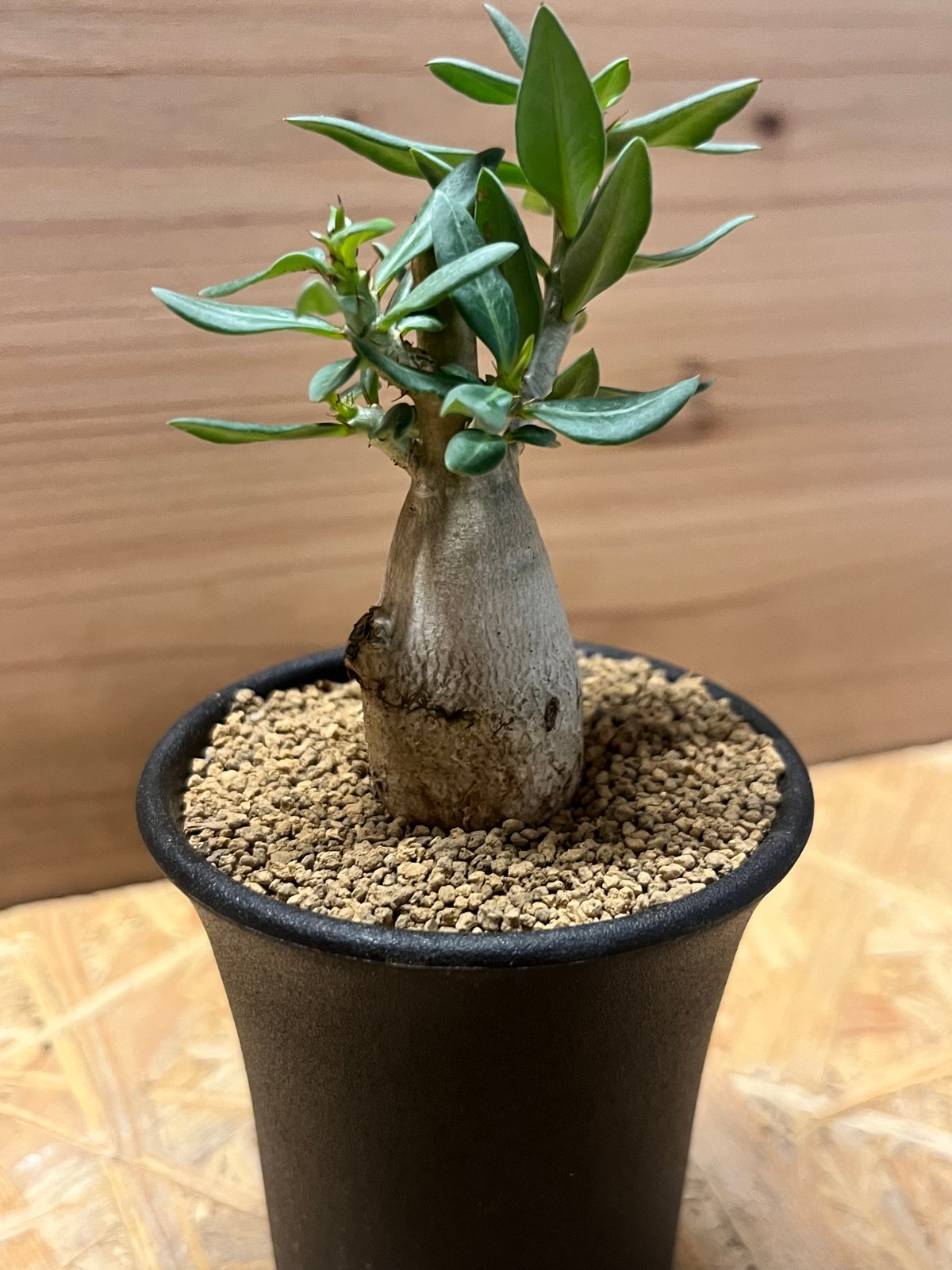 パキポディウム ビスピノーサム | GREEN LUCK