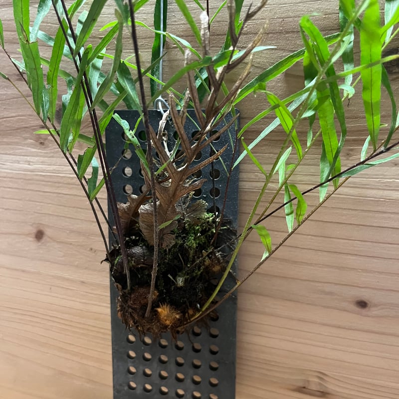 ドリナリア　リギデュラ ドリナリア リギデュラ 「Drynaria rigidula」3/22-181 | SHOUC