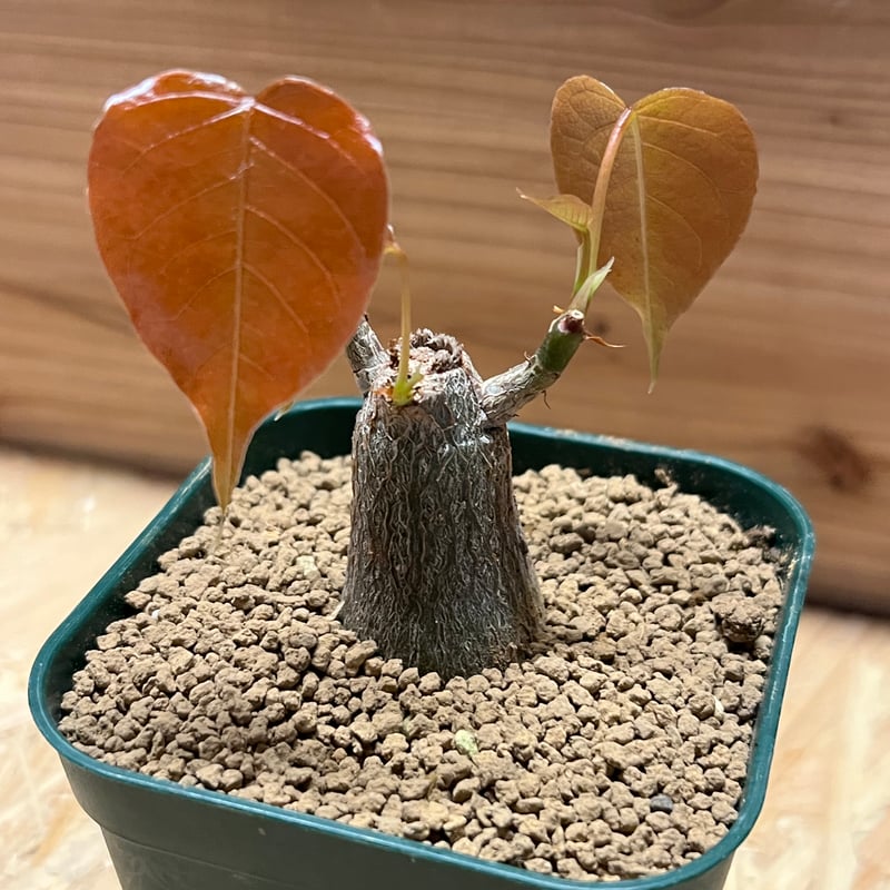 プセウドボンバックス エリプティクム | GREEN LUCK