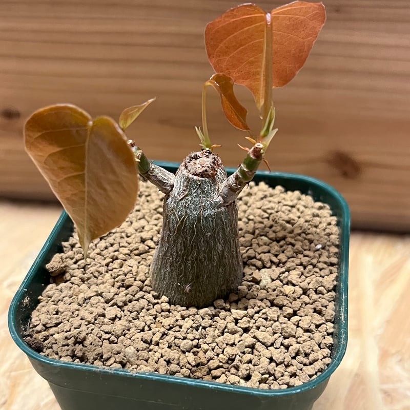 プセウド ボンバックス Pseudobombax ellipticum プセウドボンバックス エリプティクム Pseudobombax ellipticum