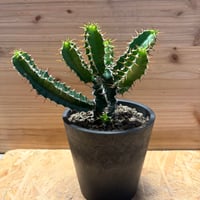 ユーフォルビア　ムランジーナ