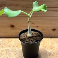 ブーファン ハエマンソイデス 現地株発根済み | GREEN LUCK