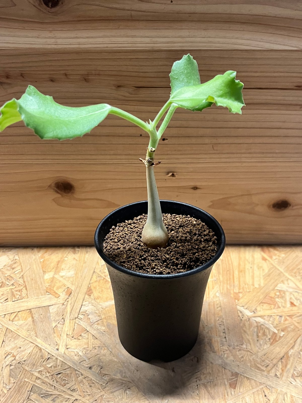 キフォステンマ ユター | GREEN LUCK