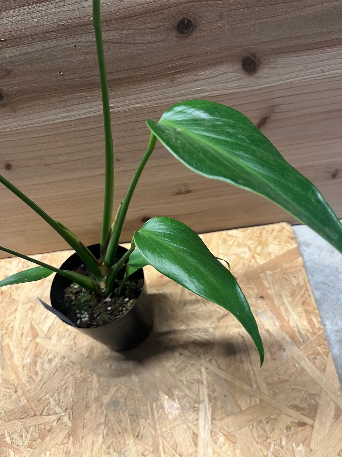 モンステラ バールマルクスフレーム | GREEN LUCK